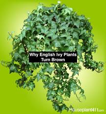 English Ivy Plant English Ivy Plant Ivy Plants Ivy Plant Indoor