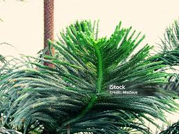 Image result for Araucaria cunninghamii