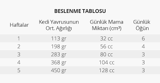 kediler yetim yavru kedilerin beslenmesi
