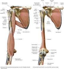 From the arm muscle diagram above, the muscles of the arm that can be seen easily on the surface include biceps, triceps, brachioradialis, extensor carpi radialis longus, and the arm muscles of the upper limb act on the elbow and shoulder joints to produce the various movements of the forearm. Anatomy Of The Right Arm Anatomy Drawing Diagram
