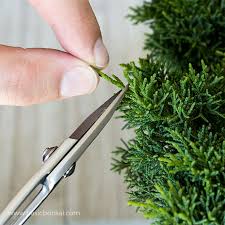 Check spelling or type a new query. Pruning Juniper Bonsai For Beginners Basic Bonsai