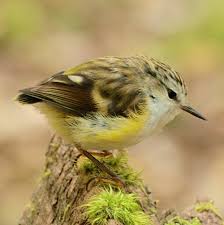 1.6 classification of bird orders. Types Of Birds Bird Families From All Around The World Pictures Facts
