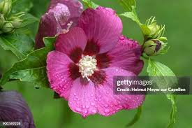 1,188 Sharon Rose Stock Photos, High-Res Pictures, and Images