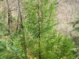 Image result for Juniperus procera