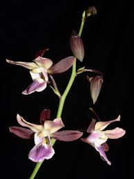 Image result for Eulophia streptopetala