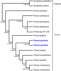 Image result for Tinnea rhodesiana