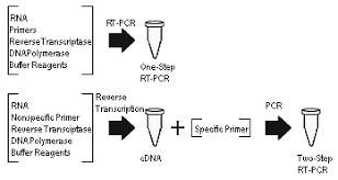 Polymerase chain reaction (pcr) conceptualized in 1983 by american biochemist dr kary banks mullis. Reverse Transcription Polymerase Chain Reaction Wikipedia