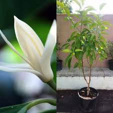 Image result for Magnolia champaca