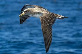 Image result for Dissotis caloneura