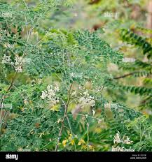 Image result for Moringaceae