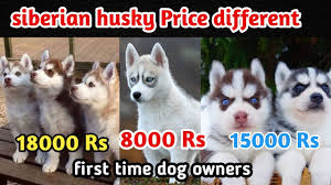 Maybe you would like to learn more about one of these? Siberian Husky Price Difference Siberian Husky For First Time Owner Puppy Price Youtube