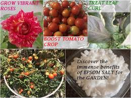 We did not find results for: 7 Benefits Epsom Salt For Plants Gardening For Beginners