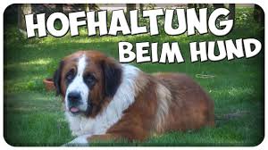 Wie viele hühner sie halten können, hängt vom platz ab. Hunde Im Garten Halten Gesammelte Designs Die Wir Gesehen Haben Von Hofhaltung Beim Hund Hofhund Draussen Halten Gartenhaltung Innerha Dogs Animals