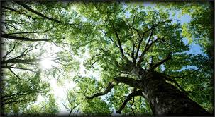 With a wide range of services performed by a team that includes when you choose us for tree service you can expect much more than the bare minimum. Tree Care Arborists Tree Removal Anchorage Ak