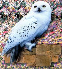 Harry Potter Owl Wallpapers Top Free Harry Potter Owl Backgrounds Wallpaperaccess Find the best harry potter book wallpapers on wallpapertag. harry potter owl wallpapers top free