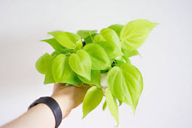 Philodendron Neon Lemon Lime Hederaceum Heart Leaf Etsy Pothos Plant Philodendron Heart Leaf Philodendron