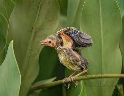 Baby Birds With Yellow Tail Feathers Learning To Fly Birds Pinterest Black Bird Wildlife Photography Beautiful Birds