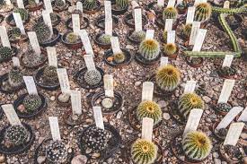 #succulent_path #serragardens_succulents welcome to the famous dave's garden website. Colorado Cactus Succulent Society Membership