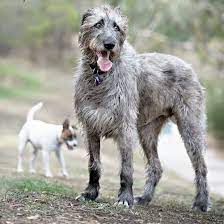 Pin By Abby Plowman On Morgana Irish Wolfhound Rescue Wolfhound Irish Wolfhound