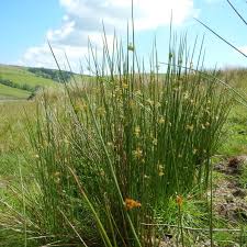 Image result for Juncus punctorius