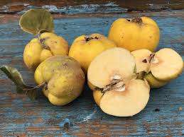 Zum einfrieren sind frische früchte ungeeignet, man sollte sie vorher schälen und blanchieren. Quitte Von Aussen Nach Innen Wildkrauterwerkstatt