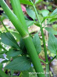 Image result for Oenanthe