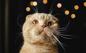 Download Wallpapers Scottish Fold Cat Brown Cat Portrait Short Haired Cats Breeds Of Cats Cute Animals Pets Besthqwallpapers Com Scottish Fold Cat Scottish Fold Cat Breeds