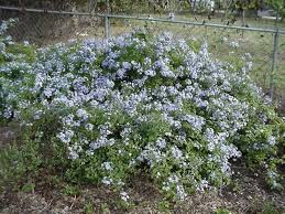 Image result for Plumbago ituriensis
