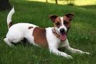 Jack Russell Terrier Breeder - Puppies for Sale | Fox Fire ...