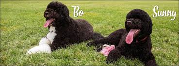 Последние твиты от bo obama (@goodboybo). Bo And Sunny The Obama Dogs Home Facebook