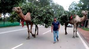 Tumse milne ko dil karta hai lyrics from phool aur kaante. à¤ª à¤• à¤¸ à¤¤ à¤¨ à¤• à¤Š à¤Ÿ à¤­ à¤— à¤•à¤° à¤† à¤—à¤ à¤‡ à¤¡ à¤¯ à¤® Youtube