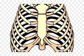 Rib cage free download png resolution: Rib Cage Png Transparent Images Human Rib Cage Free Transparent Png Clipart Images Download