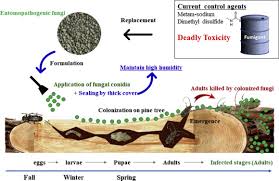 Maybe you would like to learn more about one of these? Colonization Of Metarhizium Anisopliae On The Surface Of Pine Tree Logs A Promising Biocontrol Strategy For The Japanese Pine Sawyer Monochamus Alternatus Sciencedirect