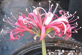 Image result for Ammocharis baumii