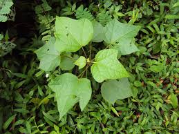 Image result for Thespesia