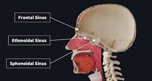 It is a pyramidal structure, with its root located superiorly and apex sitting inferiorly.the root is continuous with the anterior surface of the head and the part between the root and the apex is called the dorsum of the nose. Paranasal Sinuses Complete Anatomy