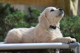 English cream golden retriever dad: 10 Week Training For English Golden Retriever Puppies Summer Brook