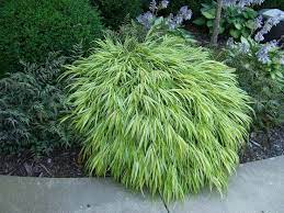 This Shade Tolerant Grass Goes By The Botanic Name Of Hakonechloa Macra Aureola Or Japanese Ye Landscaping Inspiration Shade Tolerant Grass Garden Containers