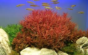 Image result for Ammannia aegyptiaca