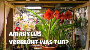 Doch nun sind sie verblüht. Das Machst Du Mit Einer Verbluhten Amaryllis Amaryllistipp Nr 2 Youtube