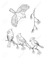 Cardinals arizona clipart clip transparent silhouette decal cardinal nfl football logos vector eagles philadelphia sports team svg mascot custom google. Northern Cardinal A Bird Of The Family Of Finches Black And Royalty Free Cliparts Vectors And Stock Illustration Image 116737614