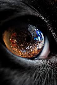 When I Look Into The Eyes Of An Animal Bloggen Er Fjernet Macro Photography Examples Dog Eyes Macro Photography