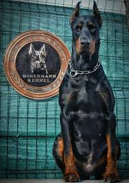 Pin By Bubu On Dogs In 2020 Doberman Pinscher Dog Doberman Dogs Doberman Pinscher