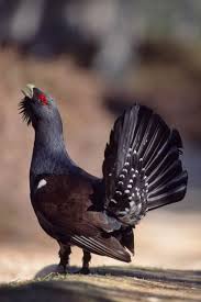 Black And White Bird With Long Orange Beak In Scotland Aigas When To Visit For Your Holiday In The Highlands Pet Birds Scottish Animals Endangered Animals