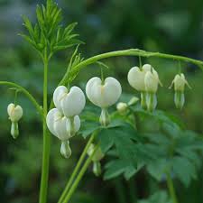 Image result for Dicentra spectabilis alba