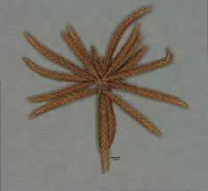 Image result for Cyperus amabilis