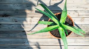 Regularly applying a small amount of aloe vera to the face can help treat various skin conditions, including acne, eczema, and sunburn. Aloe Vera For Face 10 Benefits Side Effects And More