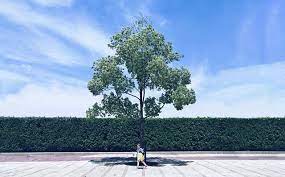 公主驾到了 篱落疏疏一径深树头花落未成阴儿童急走追黄蝶飞入菜花无处寻this princess is running into