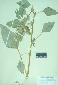 Image result for Amaranthus hybridus