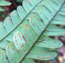 Image result for Ctenitis